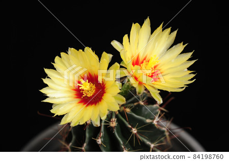 Hamatocactus Setispinus, Hedgehog cactus, Twisted Rib Cactus, Fishhook Cactus 84198760