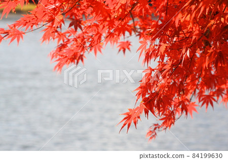 Autumn leaves Autumn leaves 84199630