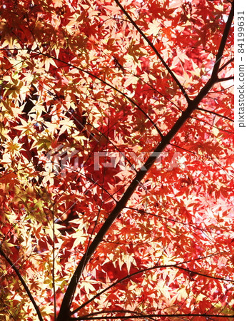Autumn leaves Autumn leaves 84199631