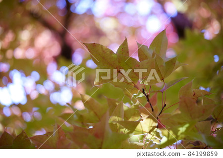 Forest light, autumn leaves of Taiwanfu Forest light, autumn leaves of Taiwanfu 84199859
