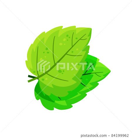 Mint leaf. Cool spice. Refreshment and freshness. Mint leaf. Cool spice. Refreshment and freshness. 84199962