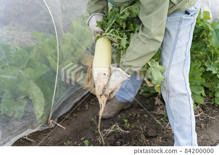 拔蘿蔔的老婦人 84200000