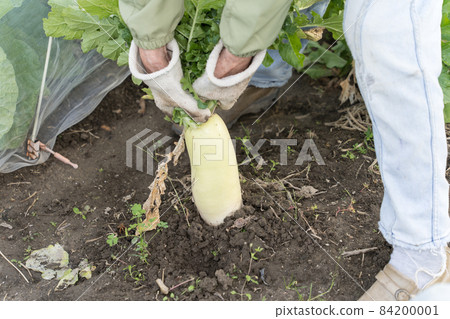 Senior woman pulling out a radish 84200001
