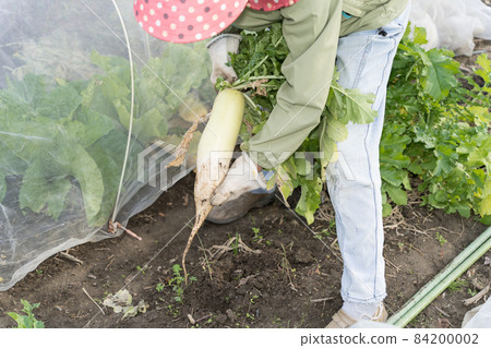 Senior woman pulling out a radish 84200002