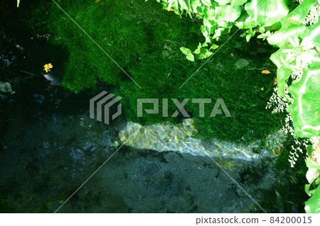 Shimabara City, where abundant spring water flows, spring water garden "Shimeiso" 84200015