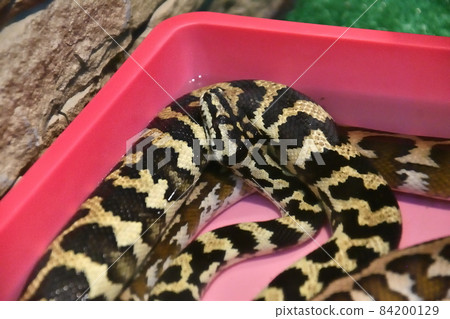 Cheney's Carpet Python (Morelia Spilota Cheney)  84200129