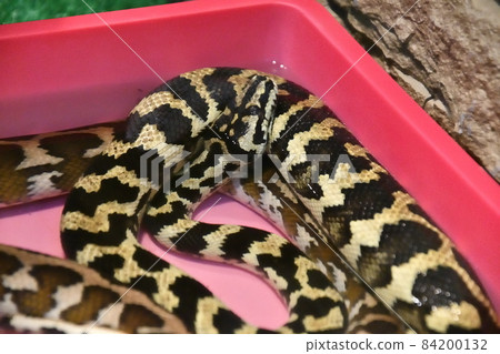 Cheney's Carpet Python (Morelia Spilota Cheney)  84200132