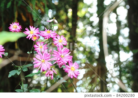 Native double-flowered Japanese anemone that bloomed this year as well 84200280