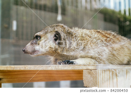 Asuwayama Park Amusement Park Meerkat Asuwayama Park Amusement Park Meerkat 84200450