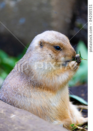 黑尾土撥鼠雙手靈巧地捧著吃豆芽 黑尾土撥鼠雙手靈巧地捧著吃豆芽 84200531