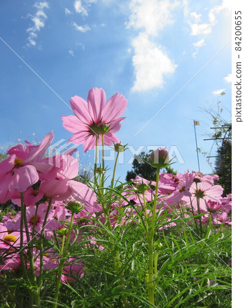 粉紅色的波斯菊花 84200655