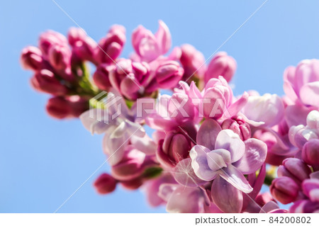 Flowering branch of lilac on a background of blue sky in spring garden 84200802