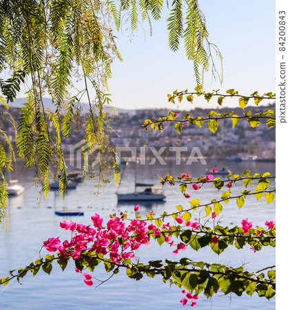 Summer vacation and coastal nature concept. Purple bougainvillea flowers on the background of the sea and boats. Bitez Bodrum Turkey. 84200843