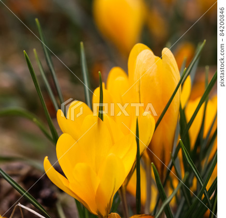 Abstract floral background, yellow crocus flowers. Macro flowers backdrop for holiday brand design Abstract floral background, yellow crocus flowers. Macro flowers backdrop for holiday brand design 84200846