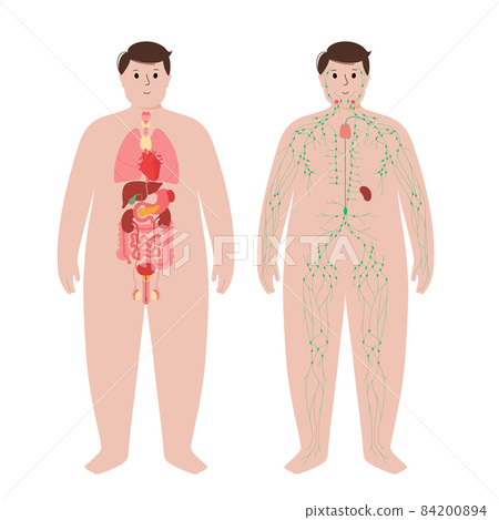 Organs and lymphatic system 84200894