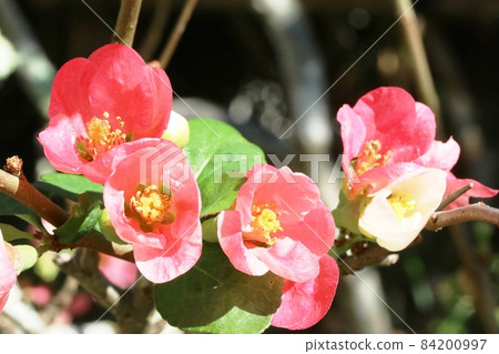 Bokeh flowers that bloom in autumn Can't wait for spring? 84200997