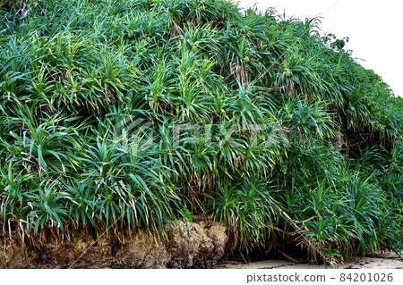 沖繩宮古島海岸的阿丹森林 84201026