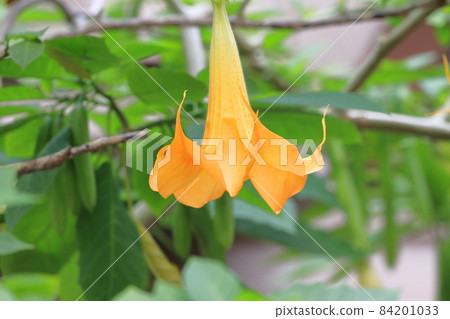 Angel's trumpets flower (Growth Datura) Angel's trumpets flower (Growth Datura) 84201033