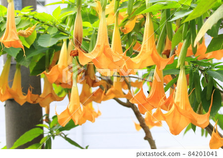 Angel's trumpets flower (Growth Datura) 84201041
