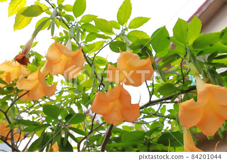 Angel's trumpets flower (Growth Datura) Angel's trumpets flower (Growth Datura) 84201044