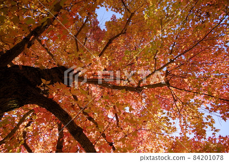Taiwanfu giant tree of autumn leaves Taiwanfu giant tree of autumn leaves 84201078