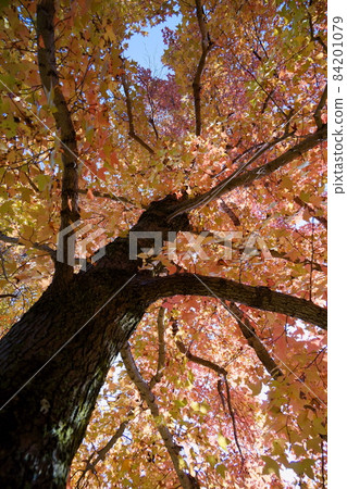 Taiwanfu giant tree of autumn leaves Taiwanfu giant tree of autumn leaves 84201079
