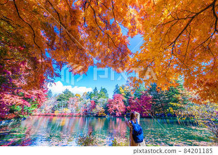 Autumn leaves of Karuizawa Yunoya pond Autumn leaves of Karuizawa Yunoya pond 84201185