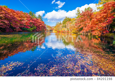Autumn leaves of Karuizawa Yunoya pond 84201198