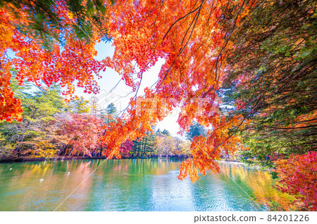 Autumn leaves of Karuizawa Yunoya pond 84201226