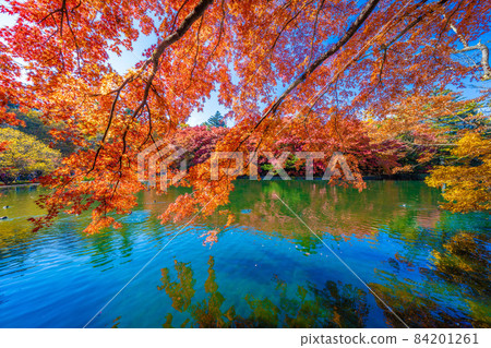 Autumn leaves of Karuizawa Yunoya pond 84201261