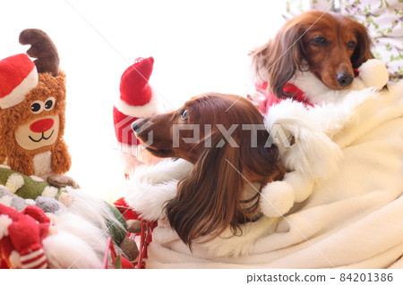 Dachshund enjoying Christmas Dachshund enjoying Christmas 84201386