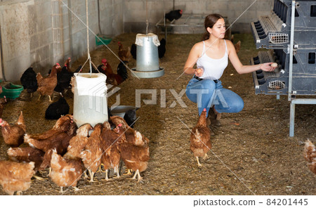 Woman farmer working in henhouse, collecting eggs Woman farmer working in henhouse, collecting eggs 84201445