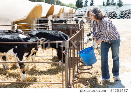 Elderly female farmer watering calves in the cowshed 84201487