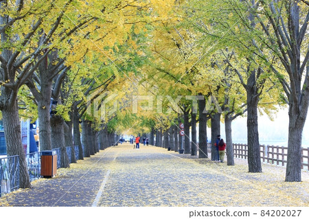 秋葉,銀杏路 秋葉,銀杏路 84202027