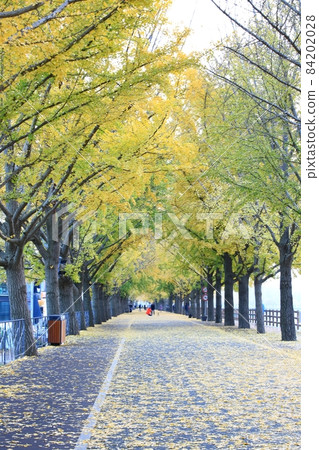秋葉,銀杏路 秋葉,銀杏路 84202028
