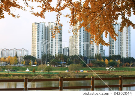 Autumn leaves, ginkgo road Autumn leaves, ginkgo road 84202044