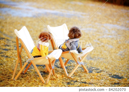 Autumn leaves, ginkgo road 84202070