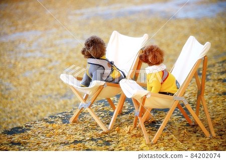 Autumn leaves, ginkgo road 84202074