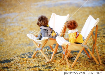 Autumn leaves, ginkgo road 84202075