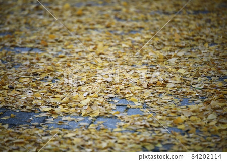 Autumn leaves, ginkgo road 84202114