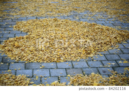 Autumn leaves, ginkgo road 84202116