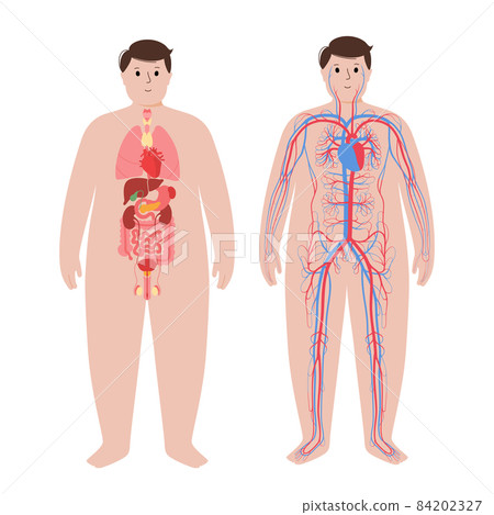 Circulatory system concept 84202327