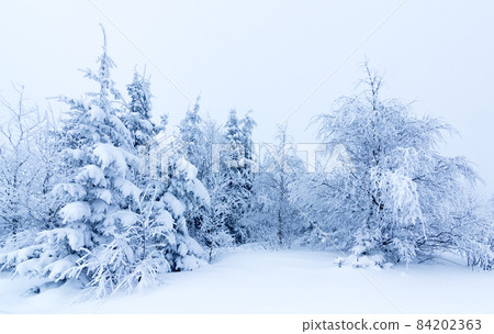 Winter trees in mountains covered with fresh snow Winter trees in mountains covered with fresh snow 84202363