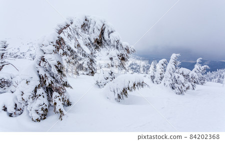 Frozen snow-covered fir forest after snowfall and gray sky in haze at winter day. Carpathian Mountains, Ukraine 84202368