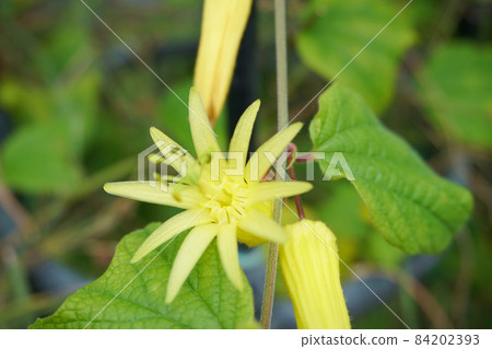 Passiflora kitrina (yellow passionflower) 84202393