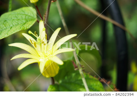 Passiflora kitrina (yellow passionflower) 84202394