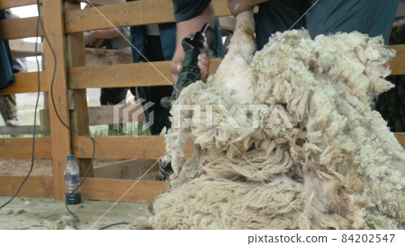 Men shearer shearing sheep at agricultural show in competition. Electric professional sheep manual hair clipper sheep cutting shearing machine. 84202547
