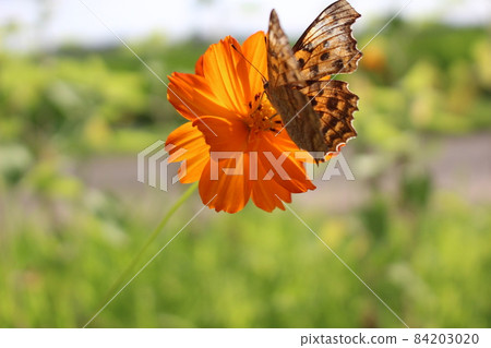 A place for butterflies to rest on the flowers A place for butterflies to rest on the flowers 84203020