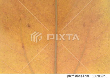 秋葉和葉脈 84203040