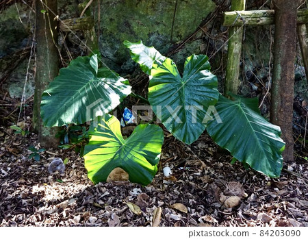 Miyakojima, Okinawa Prefecture Alocasia odora leaves in the shade of trees Sunlight Miyakojima, Okinawa Prefecture Alocasia odora leaves in the shade of trees Sunlight 84203090